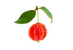 Acérola, petite cerise rouge, fruit en A
