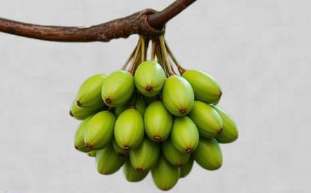 Grappe de bilimbi verts pendant à une branche d'arbre