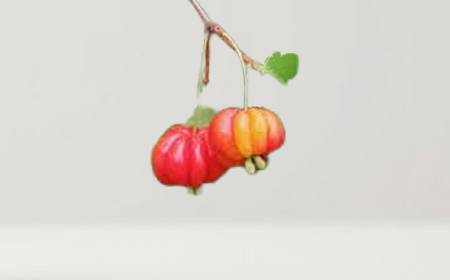 Cerises de Cayenne rouges et côtelées sur une branche