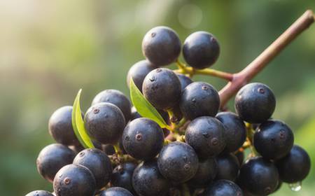 Des baies d'açaï fraîches.