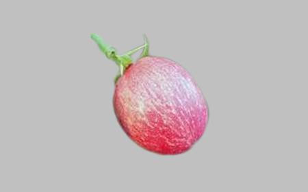 Icaques roses et blancs frais sur une branche