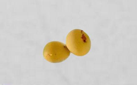 Plusieurs fruits marula mûrs, jaunes