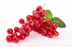 Groseilles rouges en grappe, fruit en G