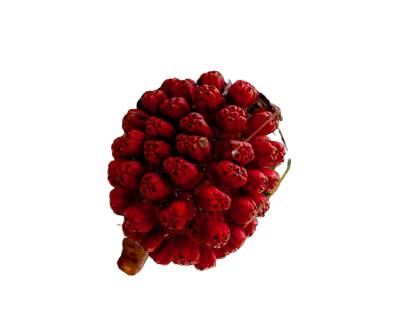 Hala Fruit