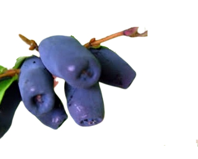 Honeyberry