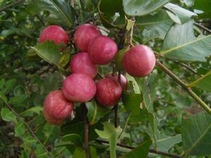 Icaque petit fruit de couleur violacée de la taille d'une prune