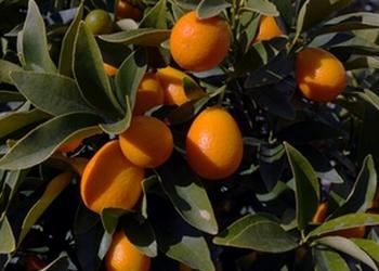 kumquat arbre