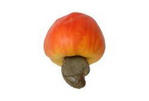 Noix de cajou dans son enveloppe naturel la pomme de cajou