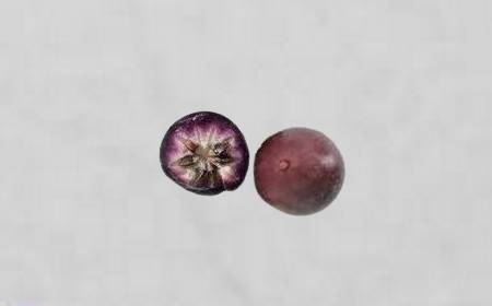 Pommes de lait entières et coupées en deux, montrant la peau violette et la pulpe blanche laiteuse avec le motif en étoile au centre